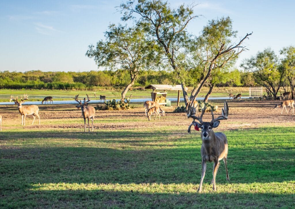 South Texas Hunting Ranch. Triple D Ranch. 280 acres in Atascosa County, Texas.