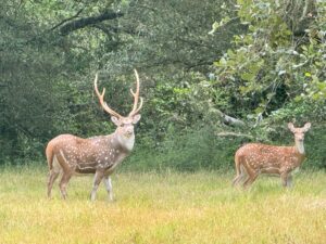 Axis Deer in Texas: History, Characteristics, Hunting, and Culinary Delights