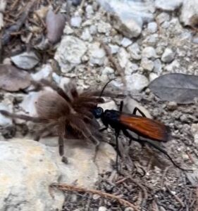 Tarantula vs Tarantula Hawk