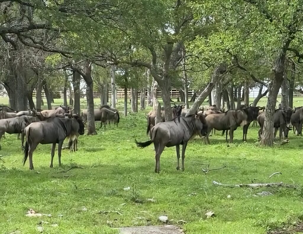Learning from the Experts on Texas Exotic Wildlife