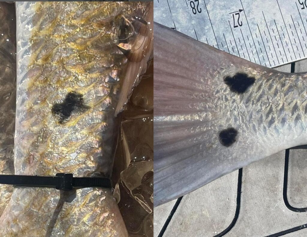 Reelin' in Texas Gold!