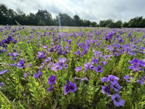 Bluebelle Wildflowers